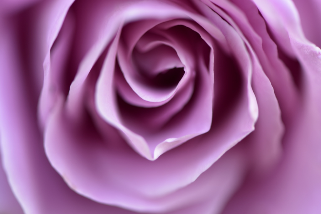 薔薇の光と陰