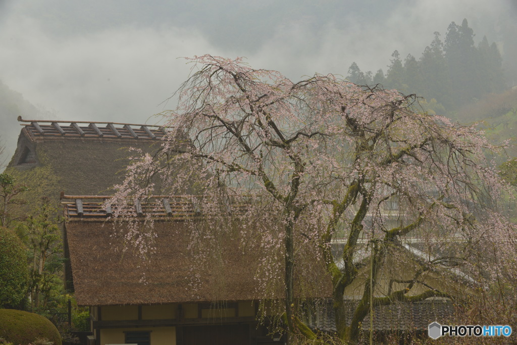 春雨の里