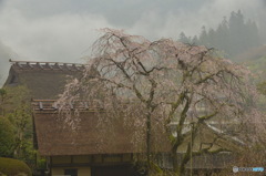 春雨の里