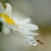 「雨上がりミネラル滴」