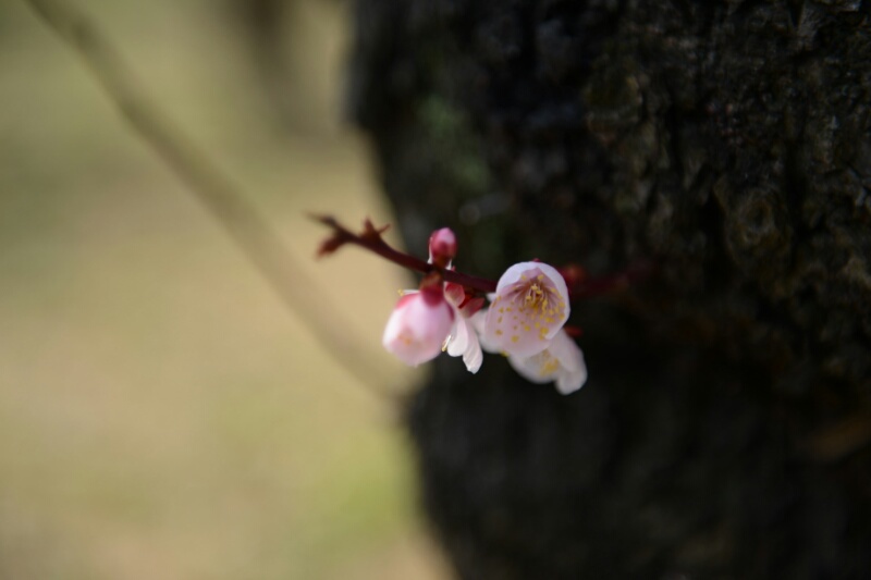 梅の花