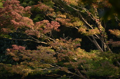 仲秋