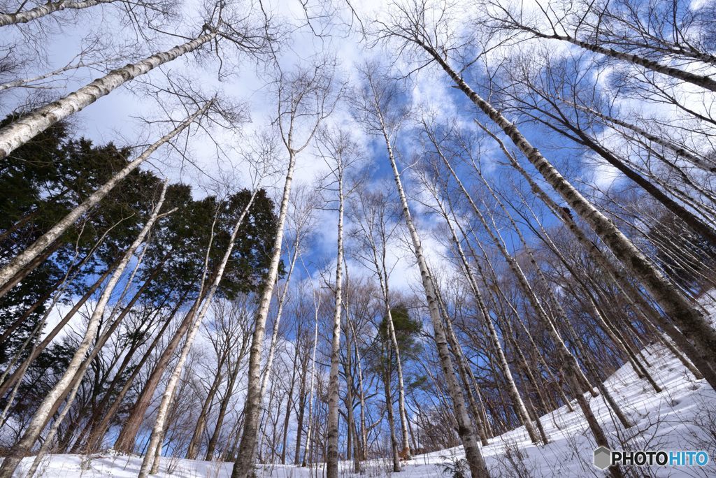 冬の白樺