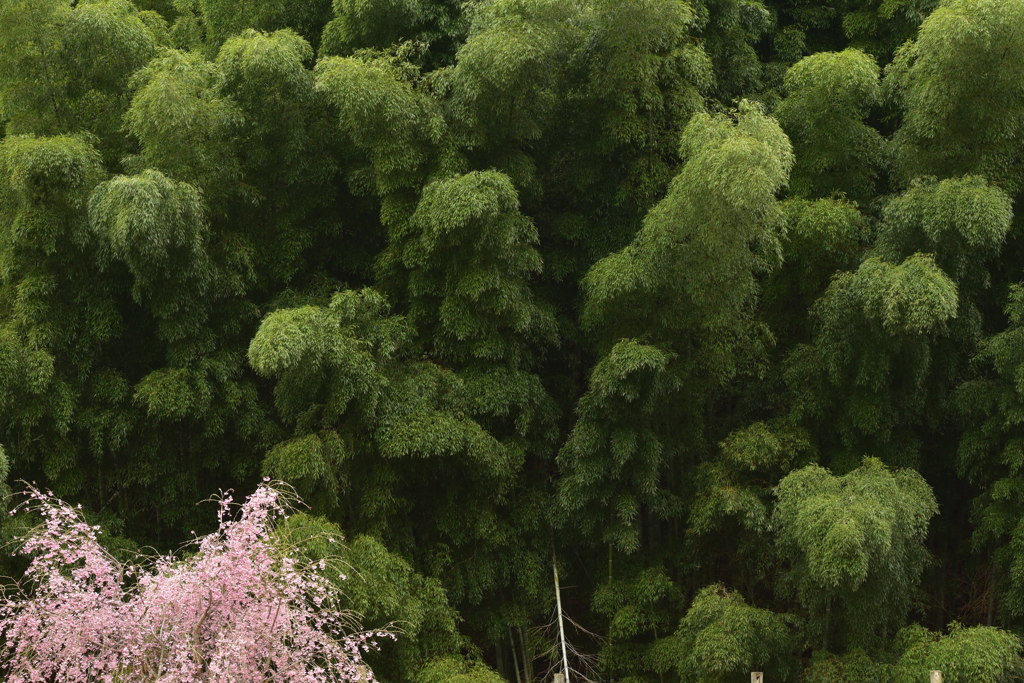 見守る竹林