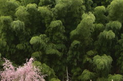 見守る竹林