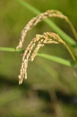 稲穂