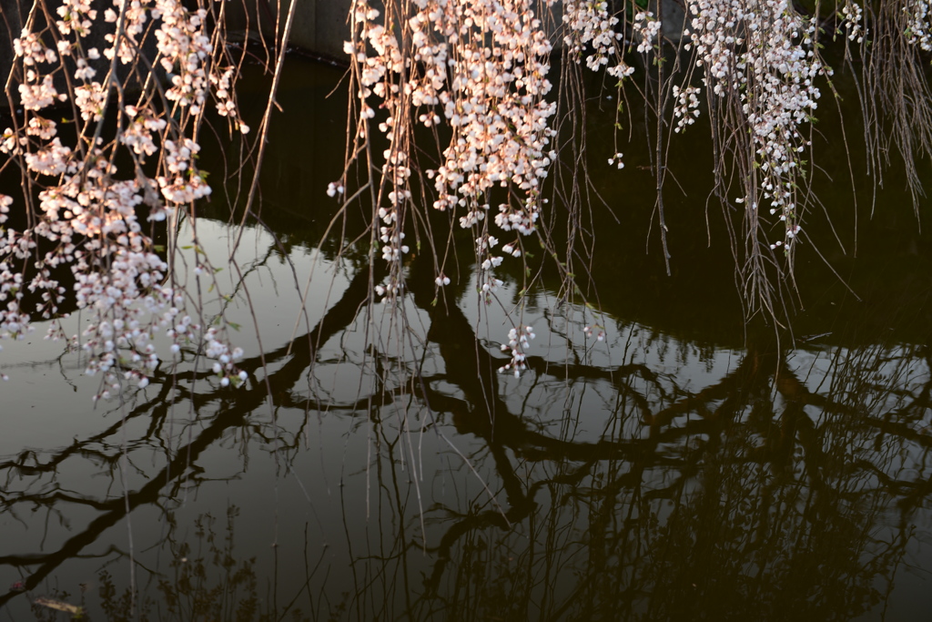 枝下桜3