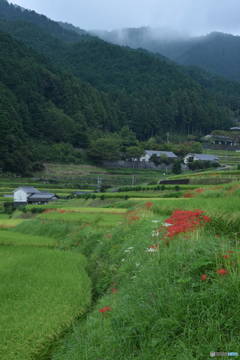 棚田の里