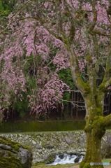 蜻玲の桜