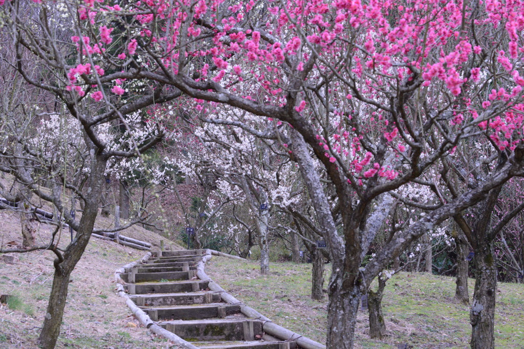 梅の花向こうに春