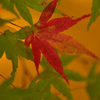 紅葉斑