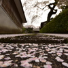 性龍寺の桜