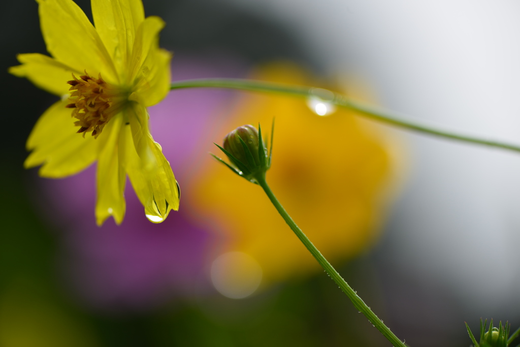 雨上がり2