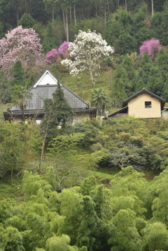 綺麗な里山