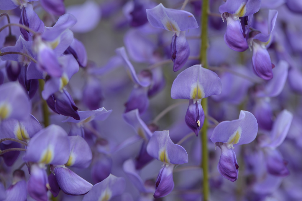 藤の花