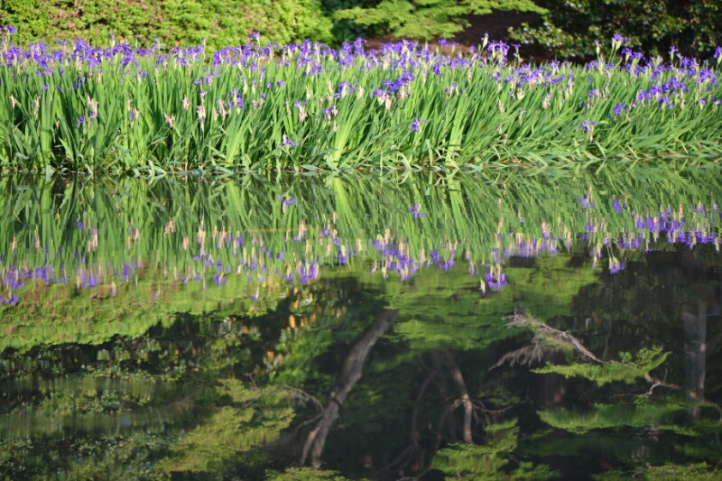 池もに映り込んだカキツバタ