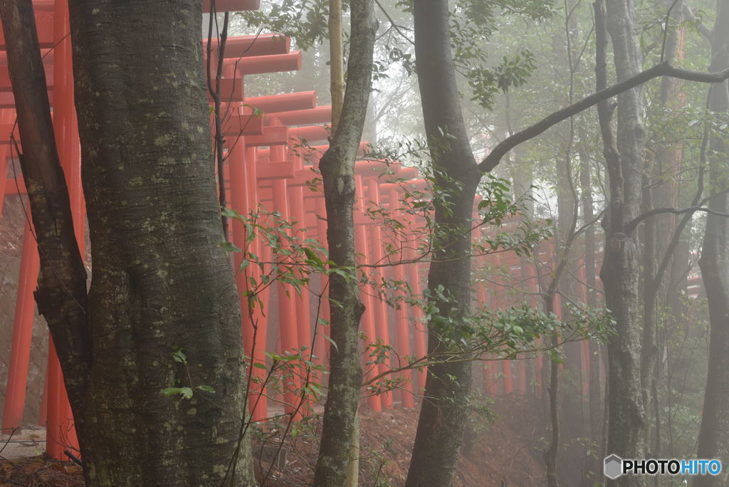 神秘な森