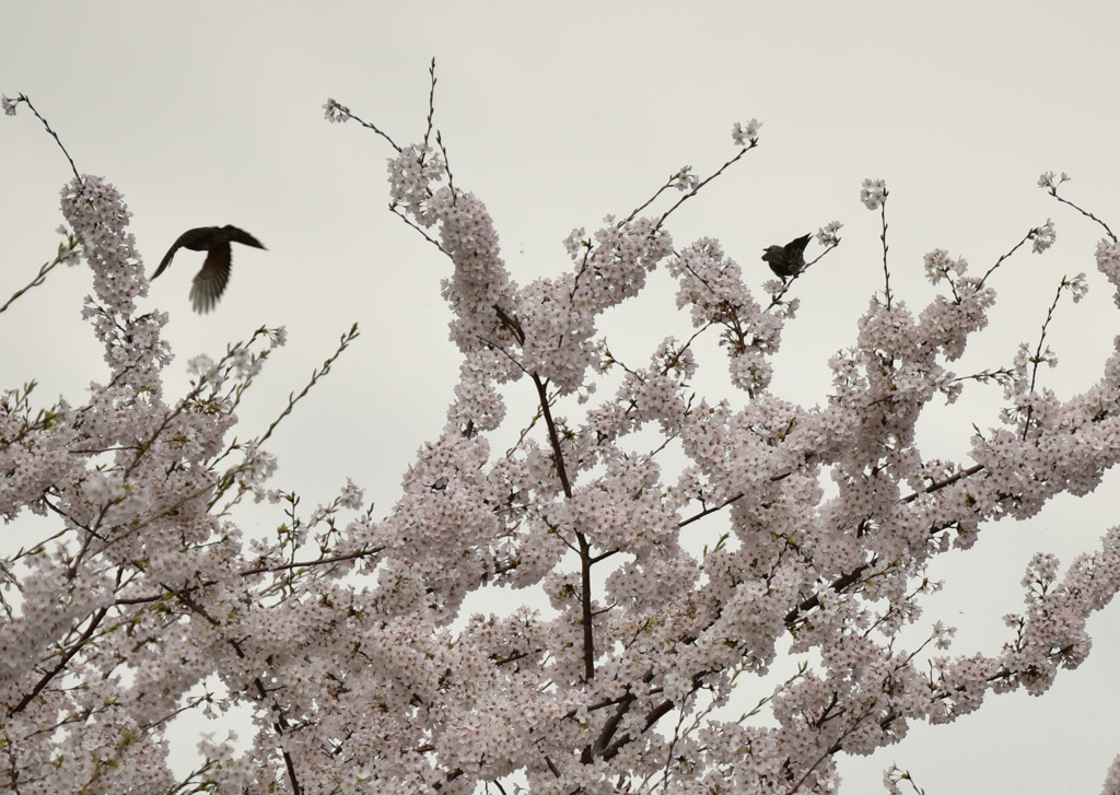 桜と戯れる鵯