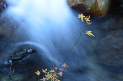 清流の紅葉