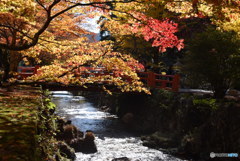 眩しい紅葉