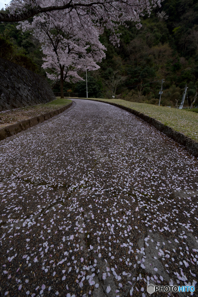 散りゆく桜道