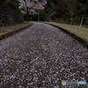 散りゆく桜道