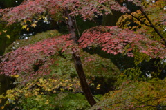 紫翠