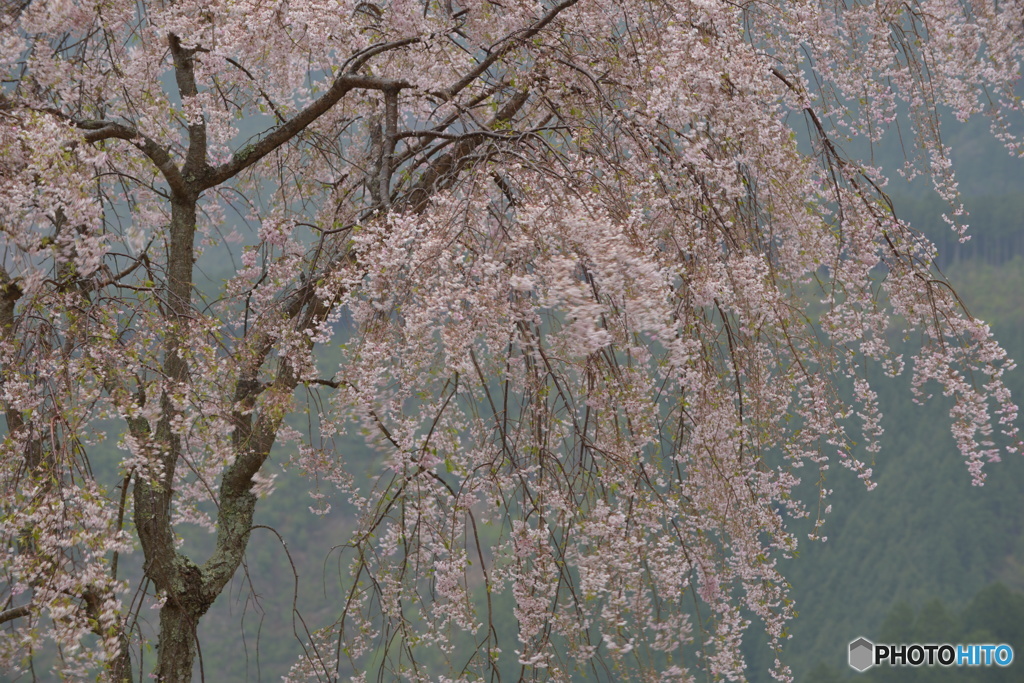 春の雨