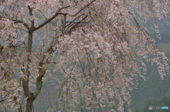 春の雨