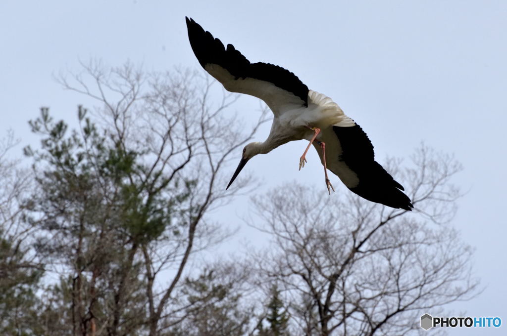 コウノトリ着陸態勢