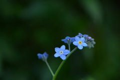 忘れな草