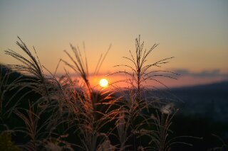 夕陽に照らされたススキ