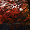 深き紅葉