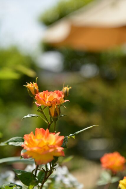 薔薇