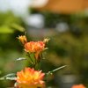 薔薇