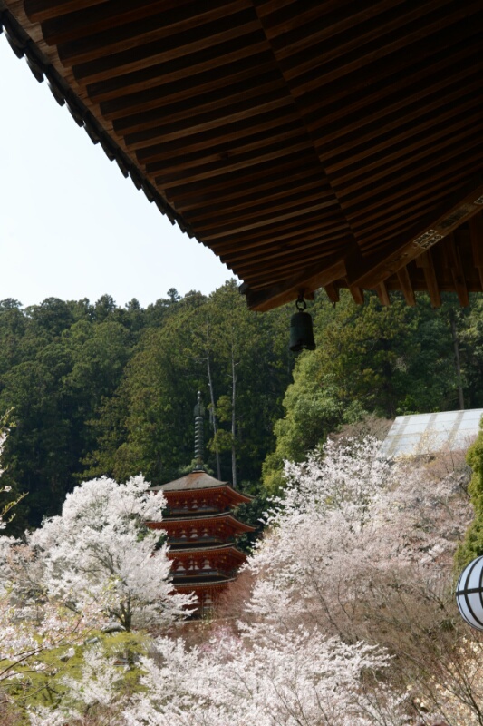 長谷寺