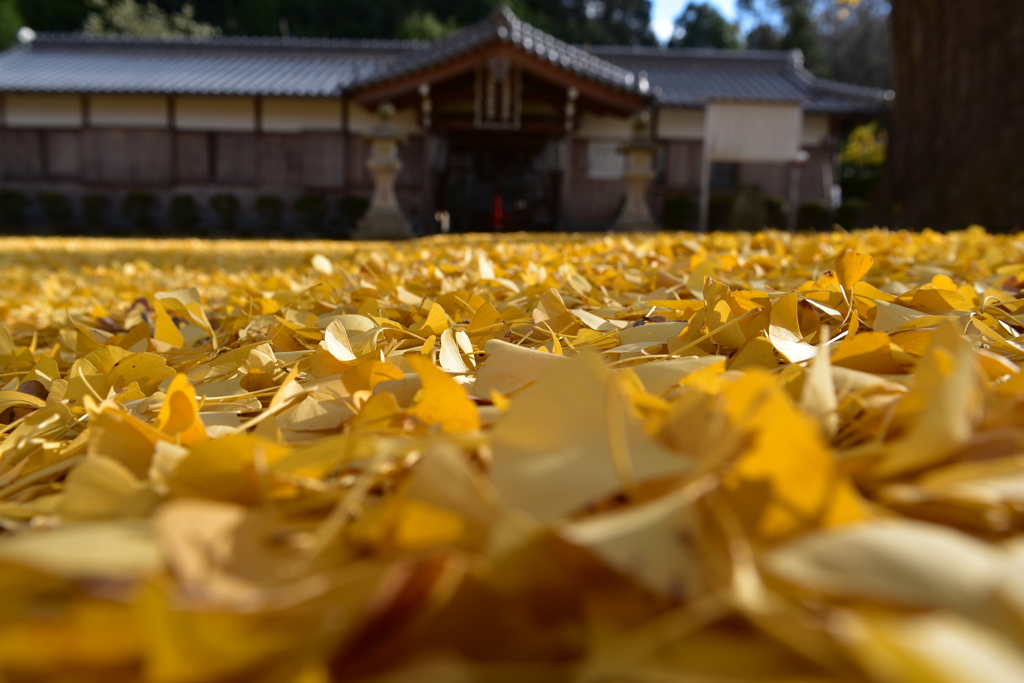 銀杏の絨毯