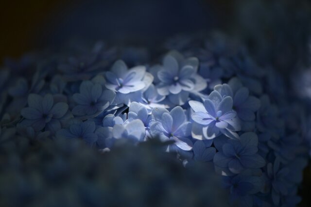 紫陽花