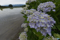 田植え季節