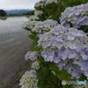 田植え季節