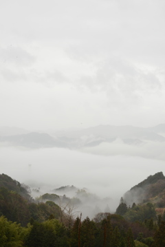 霧中の森