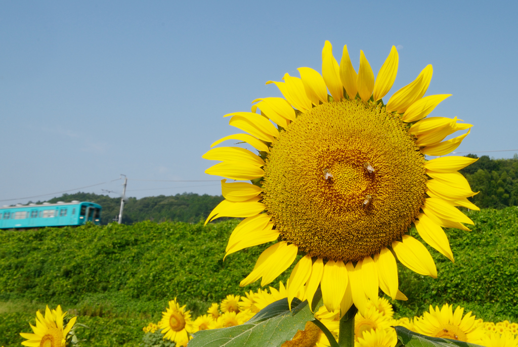 大和路の夏