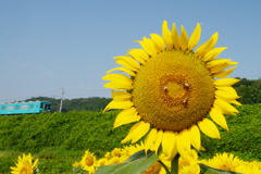 大和路の夏
