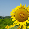 大和路の夏