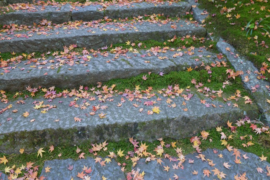 落ち葉