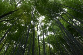 嵯峨野の竹林