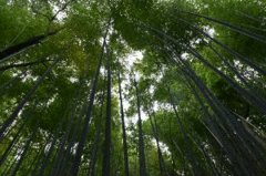 嵯峨野の竹林