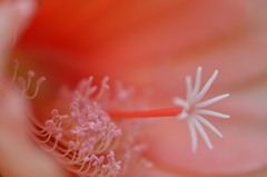 花弁の中の世界