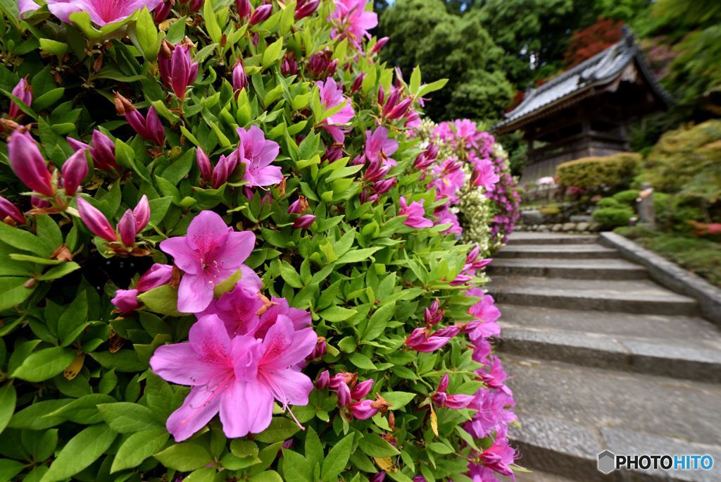 花道登る