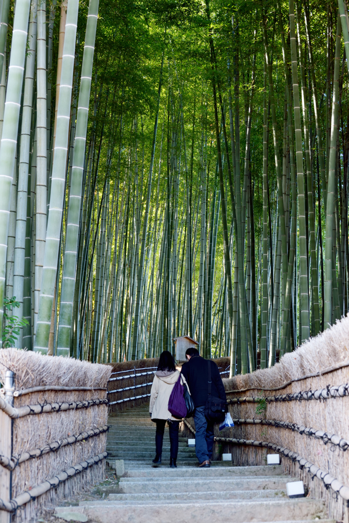 竹林の向こうに…